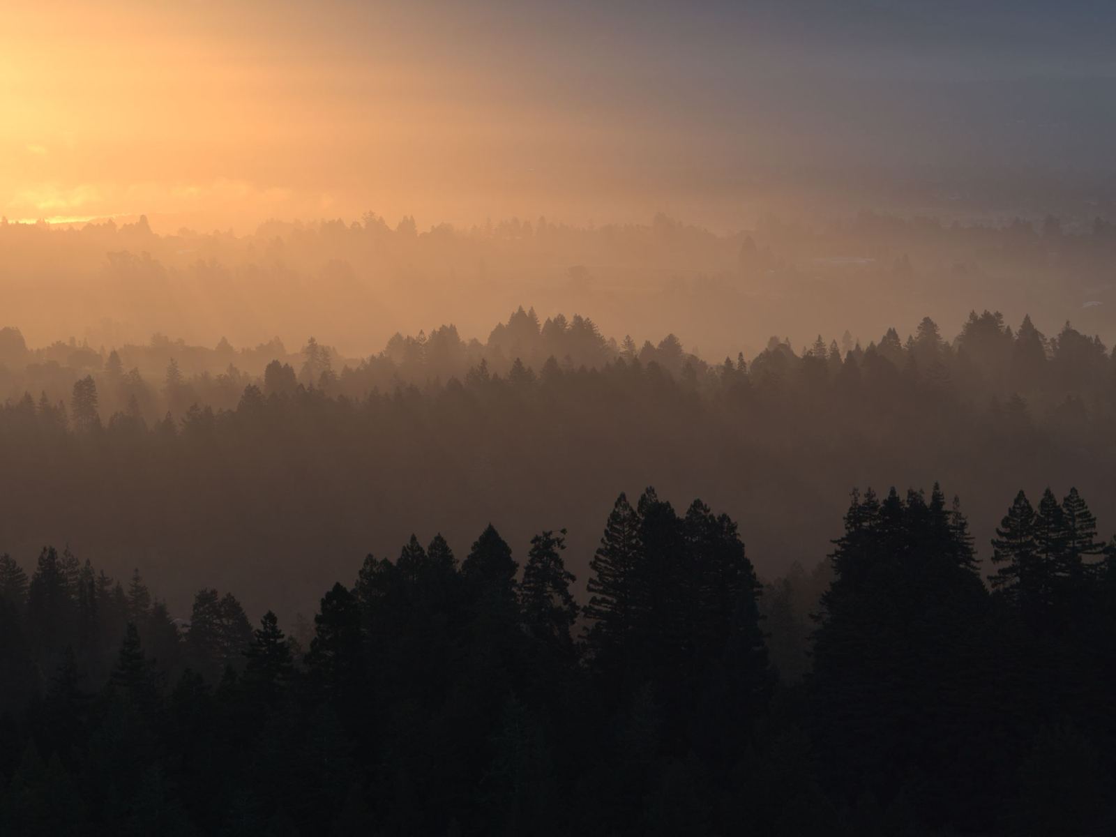Ridges of redwoods fading into golden haze at sunrise